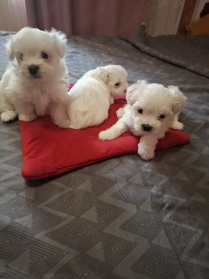 Bichon maltez  - imagine 1