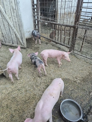 purceii de vânzare 8 săptămâni  - imagine 4