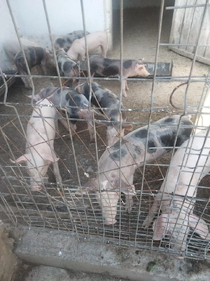 purceii de vânzare 8 săptămâni 