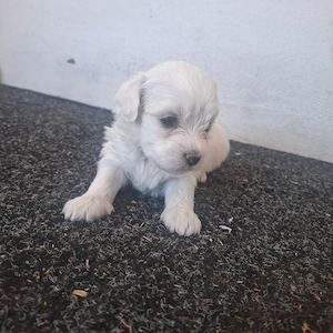 Cățeluș de vânzare 