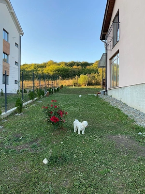 Casa individuala si curte in Davinci/ PET FRIENDLY - imagine 13