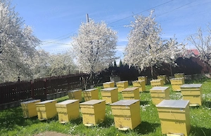 Miere naturală din stupină proprie, producție 2026.