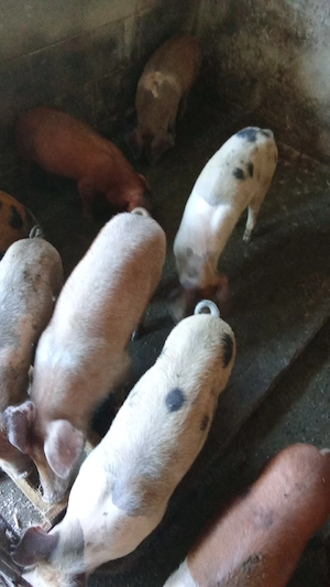 Vând purcei de 10 săptămâni,bine crescuți 
