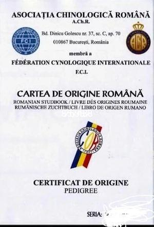 Donez căței amstaff