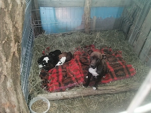 Donez căței amstaff - imagine 2