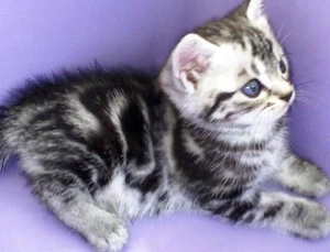 American shorthair 