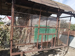 Porumbar de vanzare