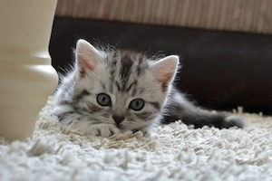 American shorthair