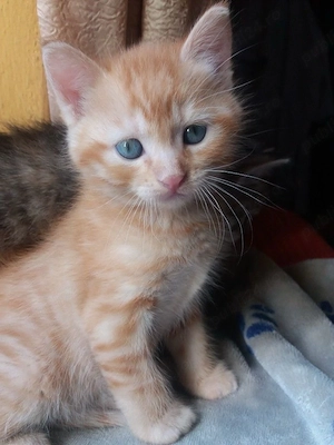 American shorthair Gardfield 