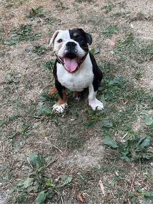 Fetite American Bully 6 luni. - imagine 4
