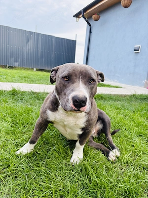 Donez femela amstaff  - imagine 2