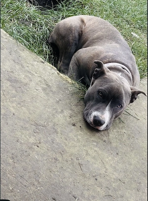 Donez femela amstaff 