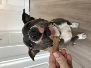 Donez femela amstaff  - imagine 4