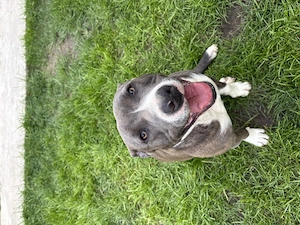 Donez femela amstaff  - imagine 3