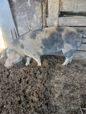 de vânzare scroafă gestanta de o lună 120 130 kg aproximativ preț 1200 lei preț fix vând urgent  - imagine 5