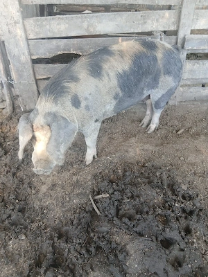 de vânzare scroafă gestanta de o lună 120 130 kg aproximativ preț 1200 lei preț fix vând urgent  - imagine 4