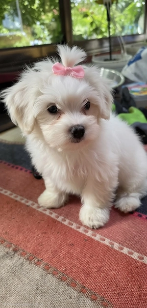 Vând urgent Bichon Havanez   2 luni, 3 fetițe și 1 băiețel!    Pui adorabili, jucăuși și iubitori!