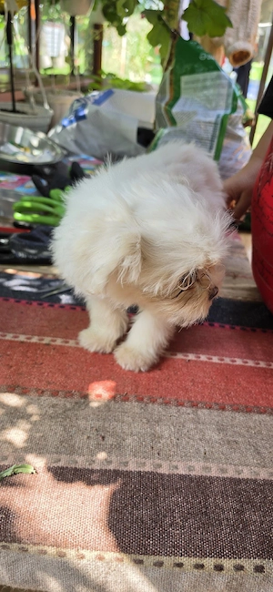 Bichon Havanez   3 luni, disponibili acum!    2 fetițe își caută căsuțe iubitoare! - imagine 4