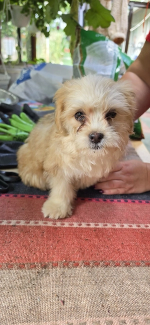 Bichon Havanez   3 luni, disponibili acum!    2 fetițe își caută căsuțe iubitoare! - imagine 3
