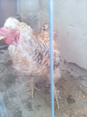 Cocosi de anul trecut