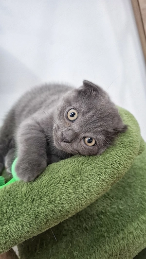  Scottish Fold băiețel         