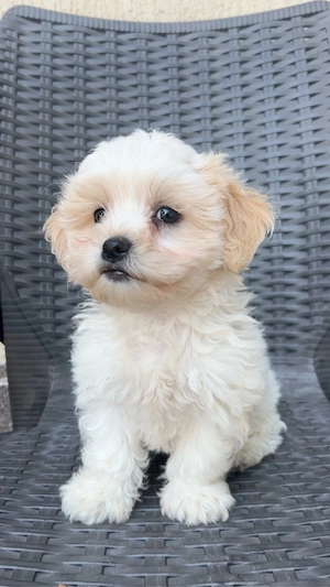 Maltipoo boy white brown - imagine 2