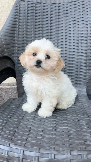 Maltipoo boy white brown