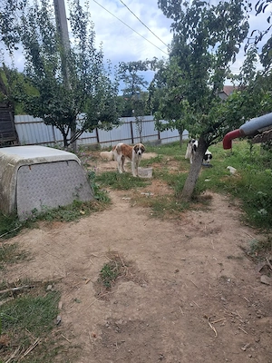 Vând un câine foarte bun la curte și pază.  - imagine 5