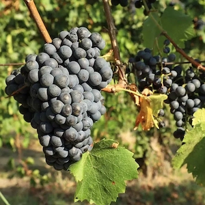 Vand struguri de Vin Burgund Mare la 1,20 lei pe Kg Culesi de Client