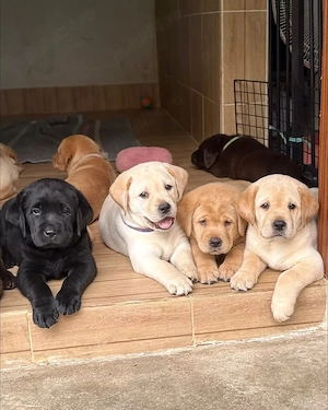 Puii de labrador foarte drăguți și adorabili pentru familia ta - imagine 2