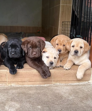 Puii de labrador foarte drăguți și adorabili pentru familia ta - imagine 4