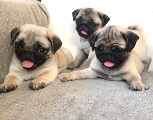 Avem acești pui de pug foarte drăguți, gata să vă întâmpine 