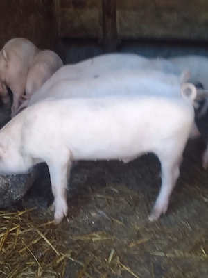 De vânzare grasuni de 2,5 luni! - imagine 2