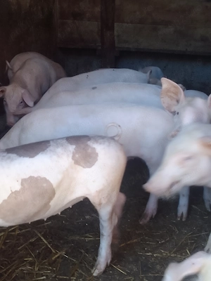 De vânzare grasuni de 2,5 luni!