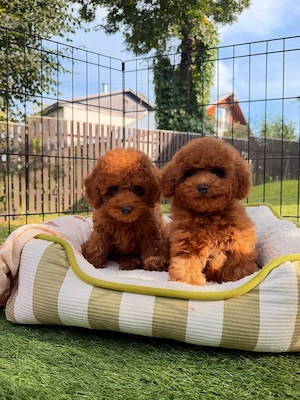 Pui de pudel toy minunați, disponibili acum și gata să vină la tine  - imagine 3