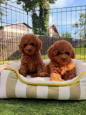 Pui de pudel toy minunați, disponibili acum și gata să vină la tine  - imagine 4