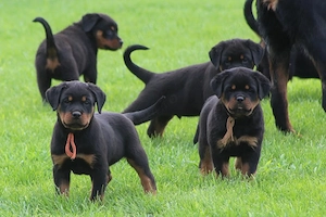 Pui de Rottweiler frumoși, sănătoși, uimitori și impresionanți
