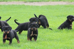 Vino să vezi puii noștri drăguți și afectuoși de rottweiler, care te așteaptă acum