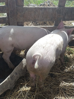 porc.       