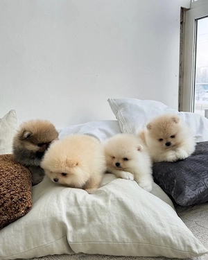 Veniți să vedeți puii noștri de Pomeranian, frumoși, sănătoși și afectuoși