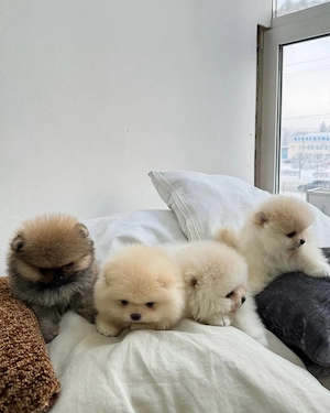 Cei mai buni pui de Pomeranian, sănătoși, iubitori și afectuoși