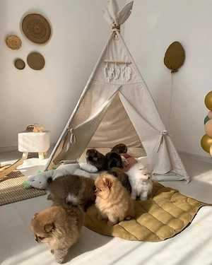 Cei mai buni pui de Pomeranian, sănătoși, iubitori și afectuoși - imagine 2