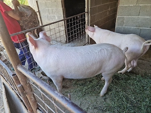porc de vanzare
