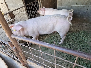 porc de vanzare - imagine 2