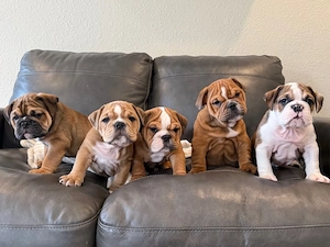 Pui de bulldog englez drăguți, minunați și afectuoși, disponibili acum  - imagine 2