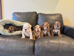Pui de bulldog englez drăguți, minunați și afectuoși, disponibili acum 