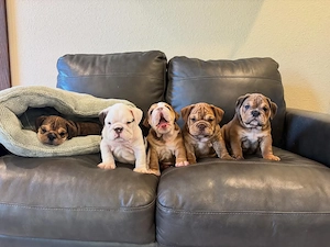 Pui de bulldog englez drăguți, minunați și afectuoși, disponibili acum  - imagine 3