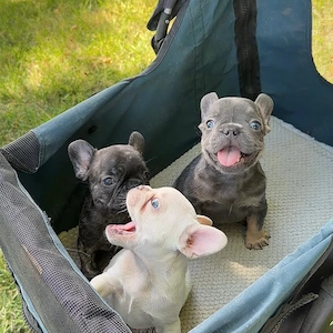 Pui de bulldog francez drăguți, minunați și afectuoși, disponibili acum  - imagine 2