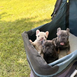 Pui de bulldog francez drăguți, minunați și afectuoși, disponibili acum  - imagine 3