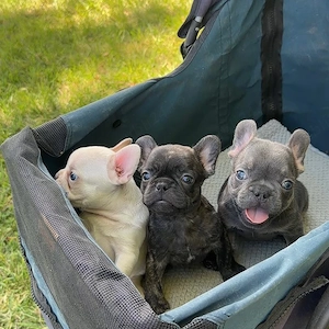 Pui de bulldog francez drăguți, minunați și afectuoși, disponibili acum 